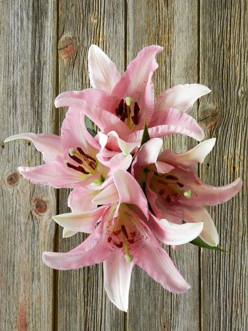 TABLE DANCE PINK OT HYBRID  ORIENTAL LILIES